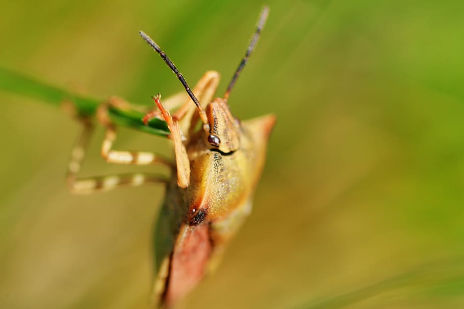carpocoris fuscispinus, northern fruit bug, insect, nature HD wallpaper
