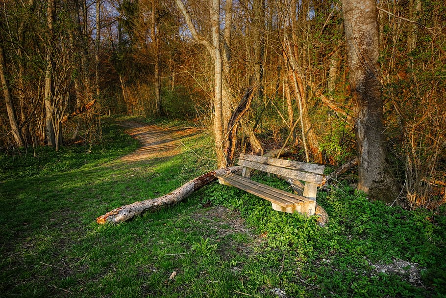 forest, spring, sprout, plant, grow, nature, live, tree, light HD wallpaper