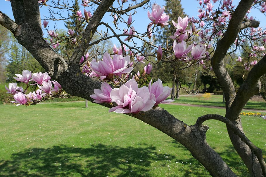 tree, magnolia soulangiana, tulip magnolia, magnolieacease, HD wallpaper