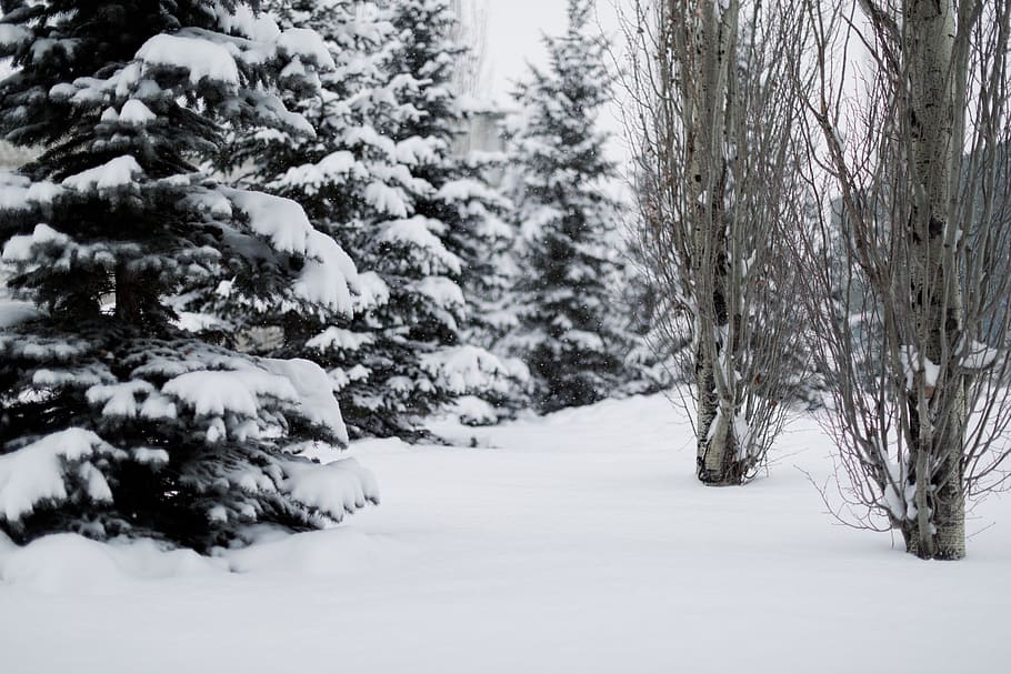 tree with snow photography, plant, nature, fir, abies, outdoors HD wallpaper