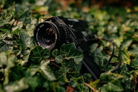 black camera on grass, electronics, photo, photography, plant HD wallpaper