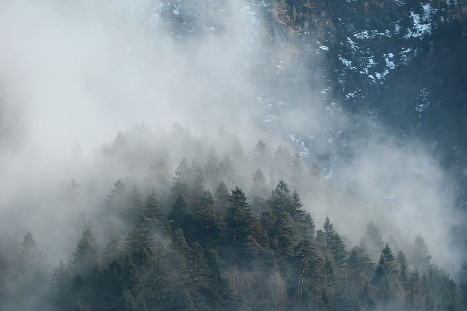 pine trees surrounded with fogs, plant, beauty in nature, scenics - nature HD wallpaper