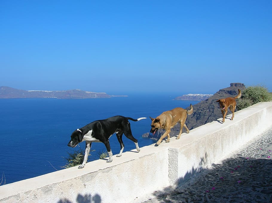 greece, santorini, mammal, domestic animals, animal themes HD wallpaper
