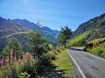 road near mountain range, plant, abies, tree, fir, tarmac, asphalt HD wallpaper