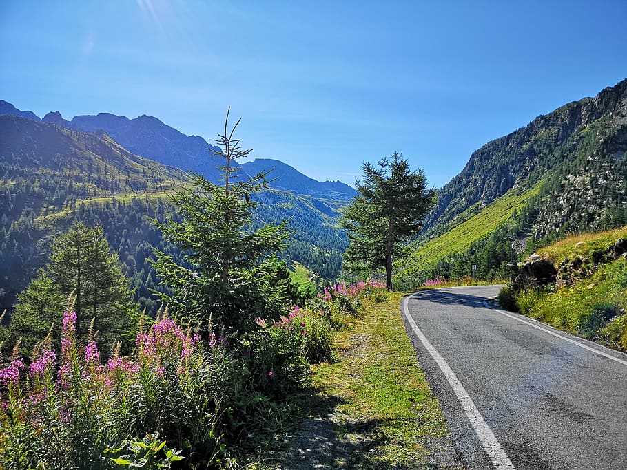 road near mountain range, plant, abies, tree, fir, tarmac, asphalt HD wallpaper