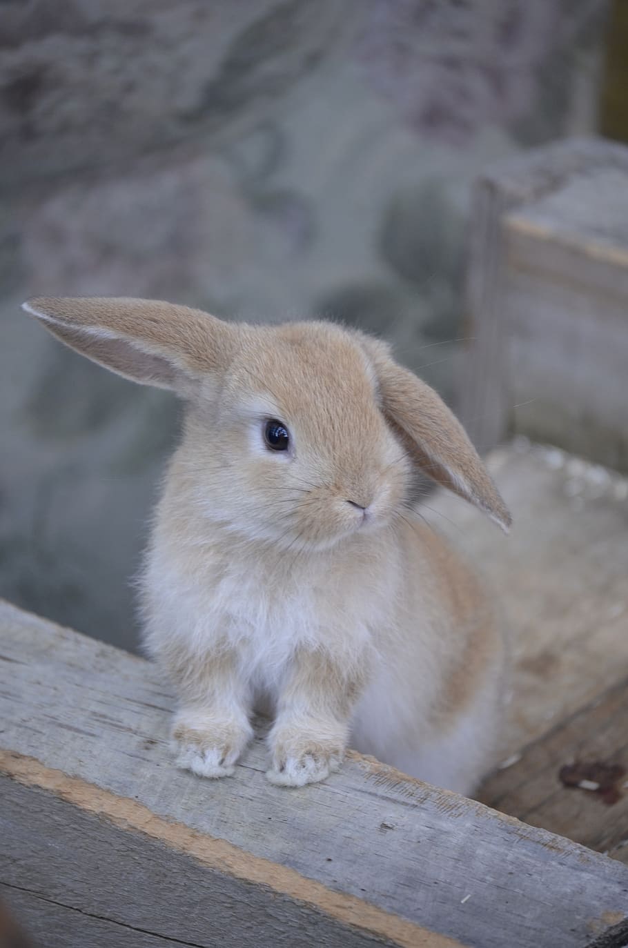 hare, golden bunny, dwarf aries, mammal, one animal, pets, wood - material