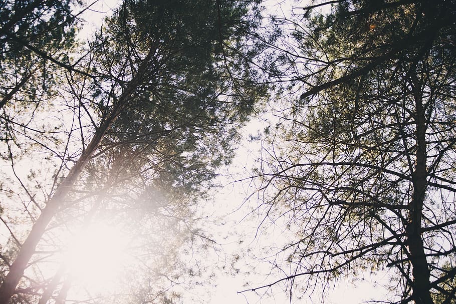 trees, forest, plant, low angle view, branch, nature, tranquility HD wallpaper
