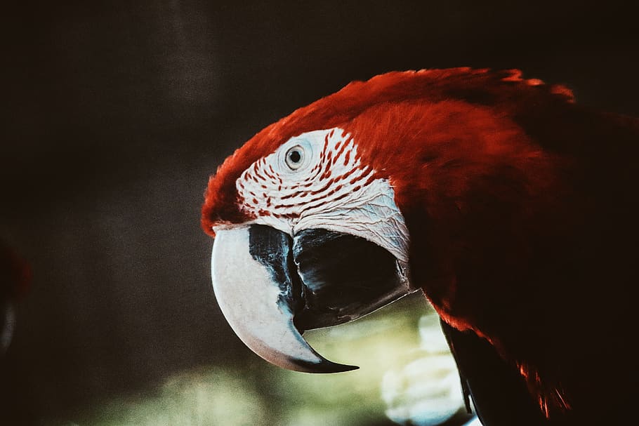 red macaw, bird, beak, animal, parrot, one animal, vertebrate HD wallpaper