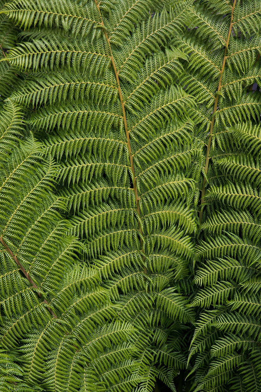 green leafed plant, fern, stem, closeup, detail, nature, bright HD wallpaper