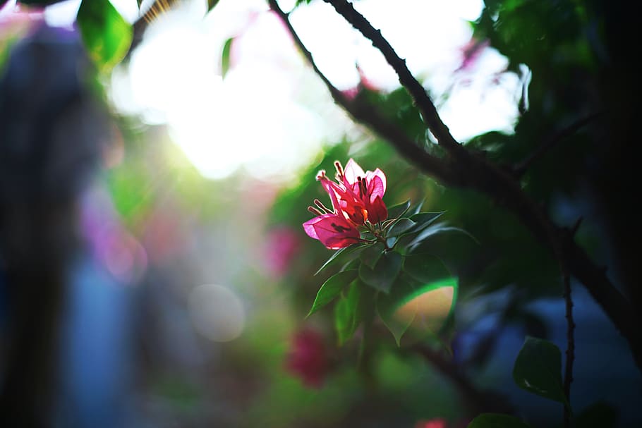Close-up Photo of Pink Petaled Flower, bloom, blossom, flora HD wallpaper