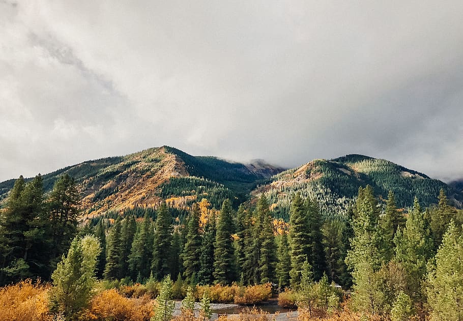 crested butte, united states, nature, explore, outdoors, trees, HD wallpaper