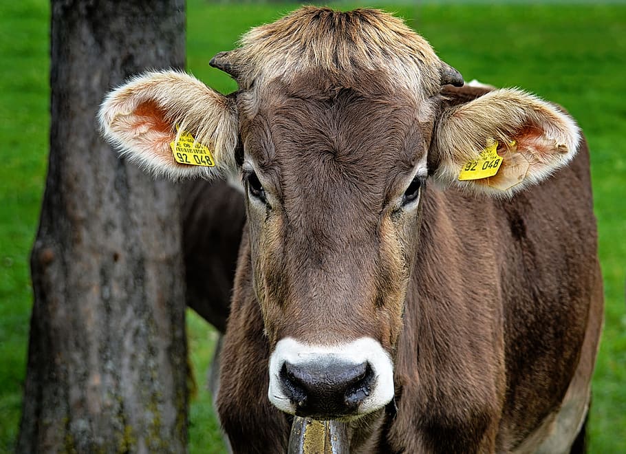 cow, allgäu, cows, ruminant, dairy cattle, pasture, animal, HD wallpaper