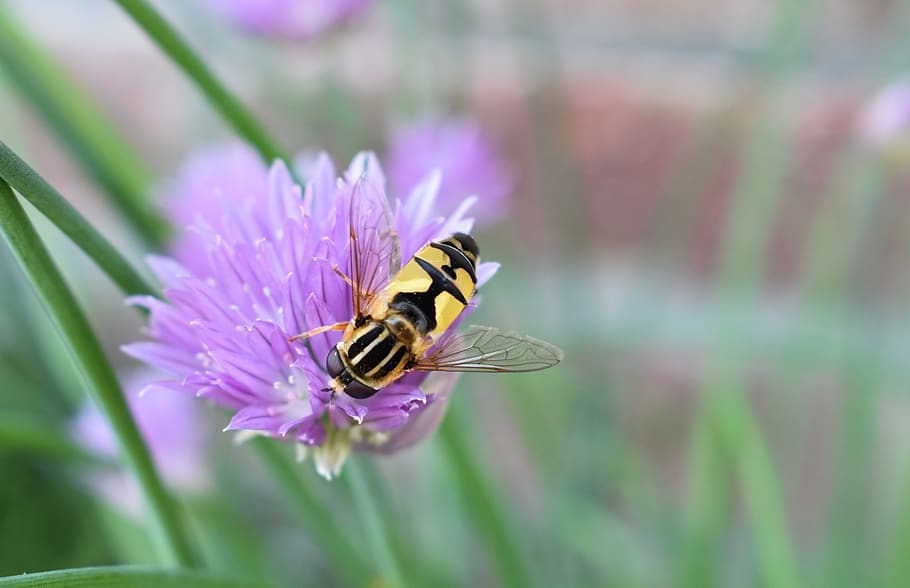 hoverfly, bug, animal, flower, chive, nature, summer, flowering plant HD wallpaper