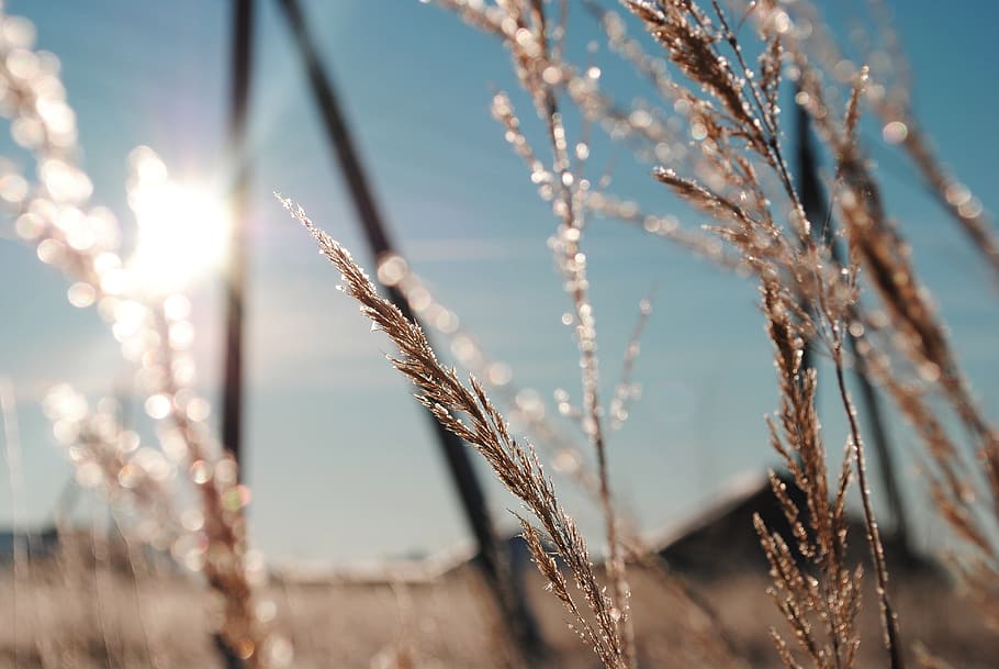 winter, landscape, snow, cold, nature, sunrise, the picturesque HD wallpaper