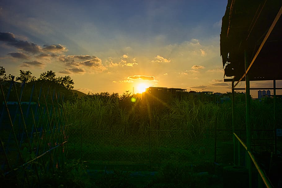 sunset, sky, plant, cloud - sky, lens flare, beauty in nature HD wallpaper