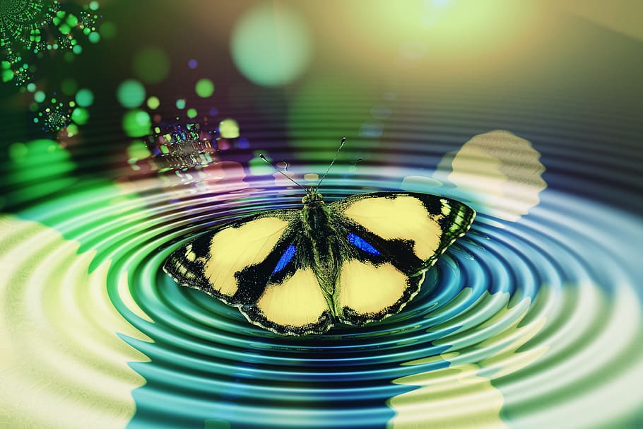 butterfly, wave, circle, meditation, reflection, middle, center HD wallpaper