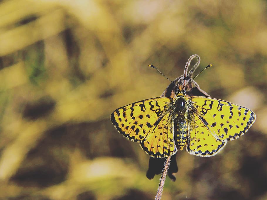 Yellow and Black Butterfly, insect, macro, animal themes, animal wing HD wallpaper