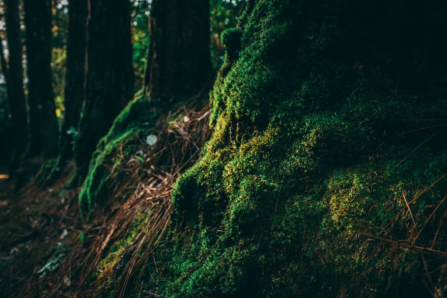 moss, plant, tree, brazil, são lourenço da serra, sp, root HD wallpaper