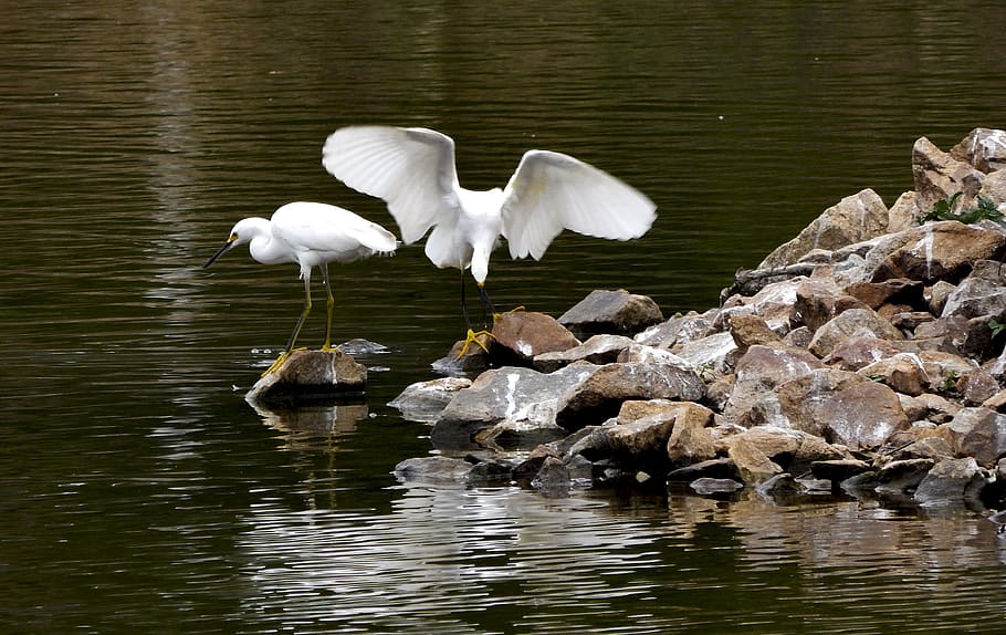 bird, nature, encyclopedia, animal, water, animal themes, animal wildlife HD wallpaper