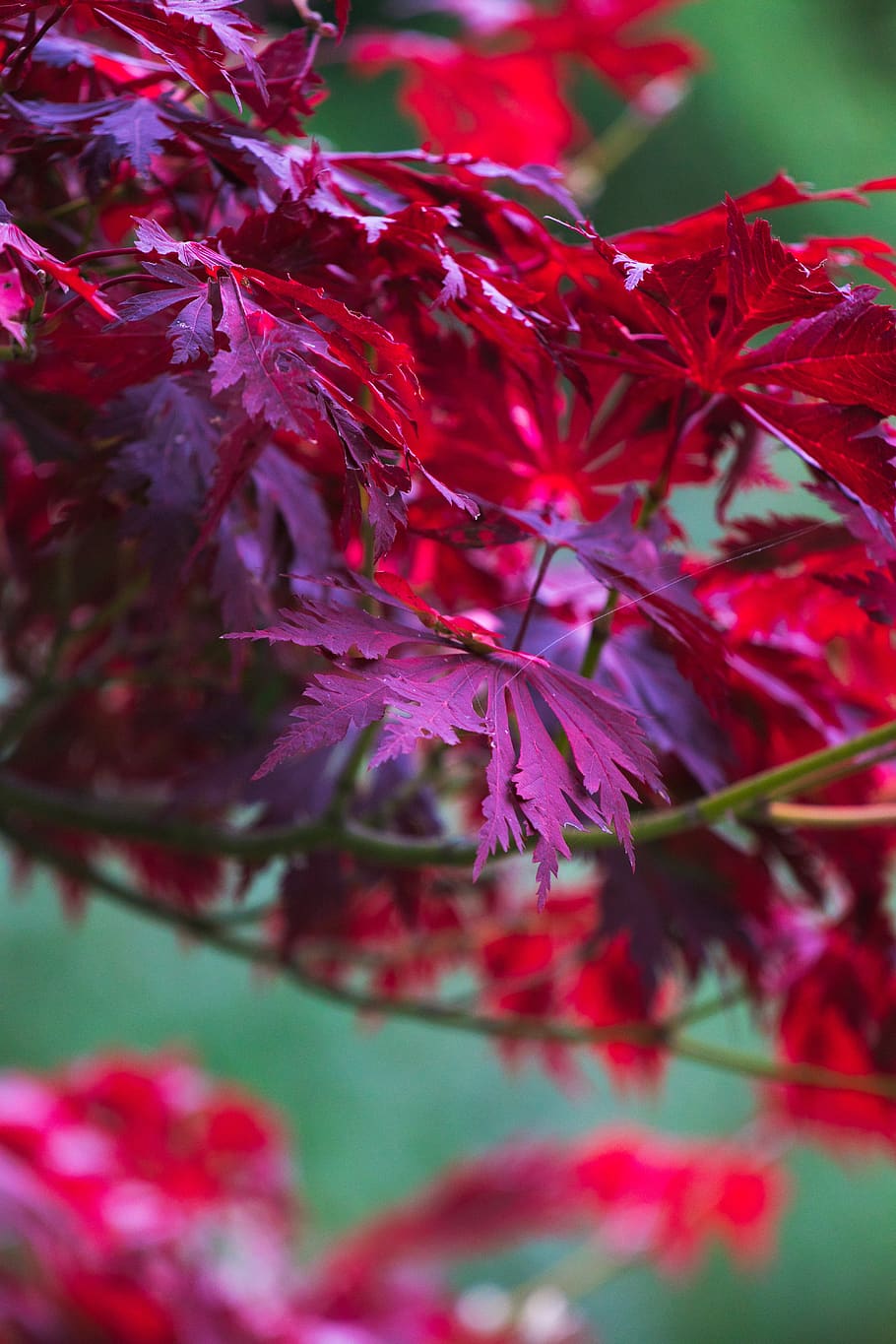 maple, bright red, branch, leaf, autumn colours, fall color, HD wallpaper