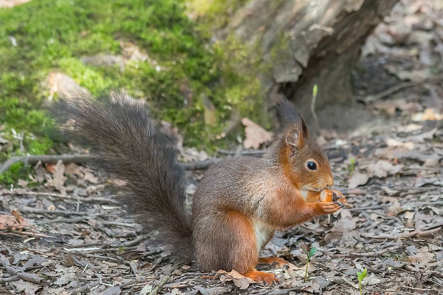 squirrel, forest, park, possierlich, autumn, tail, wild, fur, HD wallpaper