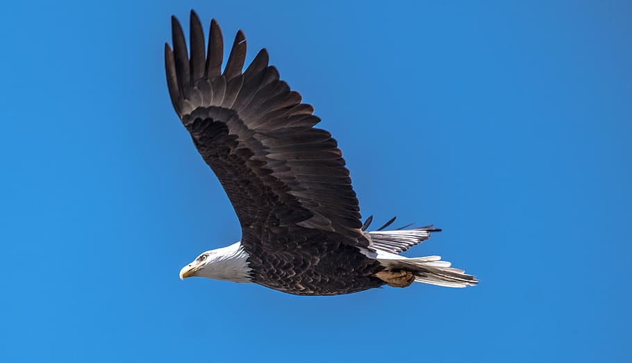 flying eagle, bird, animal, animals in the wild, animal wildlife HD wallpaper