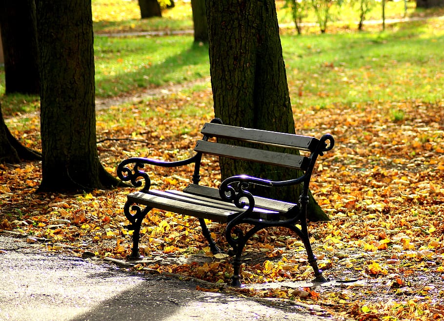 bench, park, rest, autumn, the stage, sit, tree, relaxation HD wallpaper