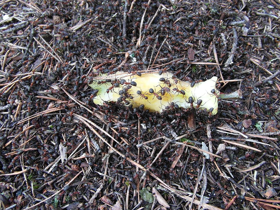 poland, ostroleka, scrap, forest, eating, ant, animal, apple HD wallpaper