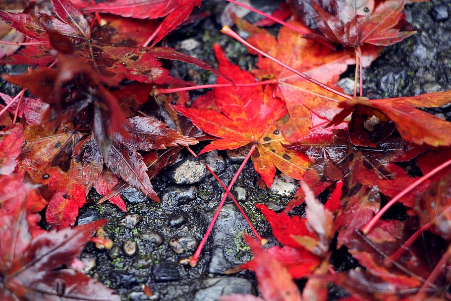 leaves, maple, autumn, fall, red, ground, stones, nature, leaf HD wallpaper