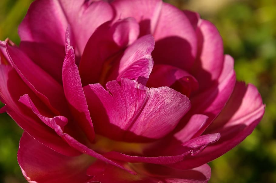 Red Petaled Rose on Bloom at Daytime, blossom, close-up, flora HD wallpaper