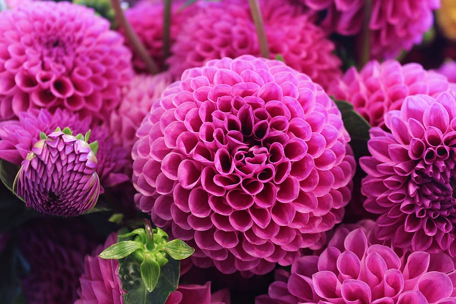 pink flowers, pink color, plant, close-up, flowering plant, freshness HD wallpaper