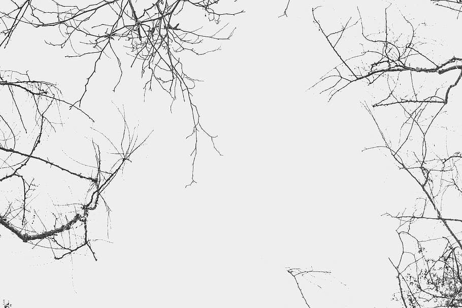 tree, black and white, branch, sky, clear sky, plant, bare tree HD wallpaper