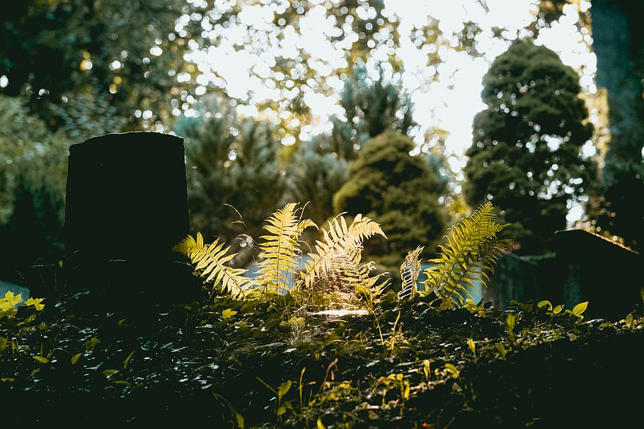 fern, grave, graveyard, stone, light, evening, leaves, autumn HD wallpaper