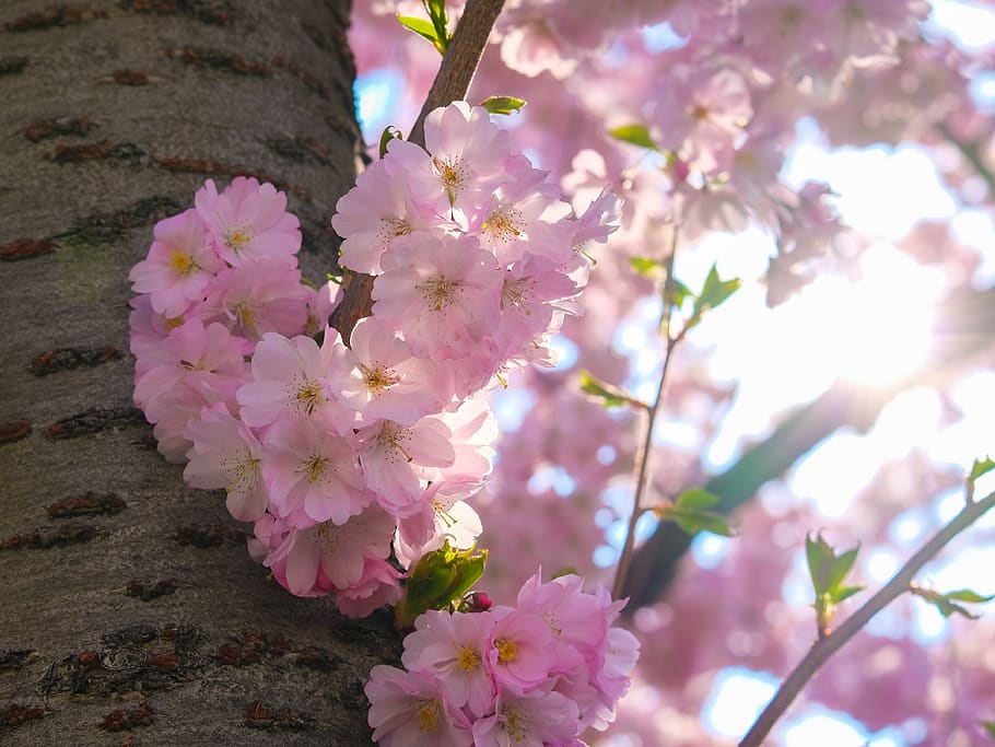 sakura, cherry, blossom, bloom, spring, nature, pink, cherry blossom HD wallpaper