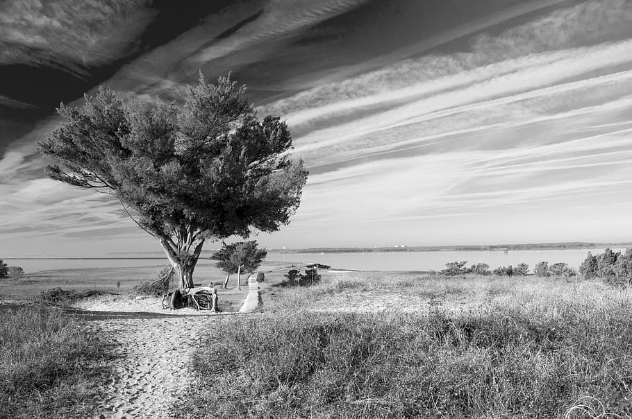 trees, beach, sky, ocean, seashore, roots, black and white HD wallpaper