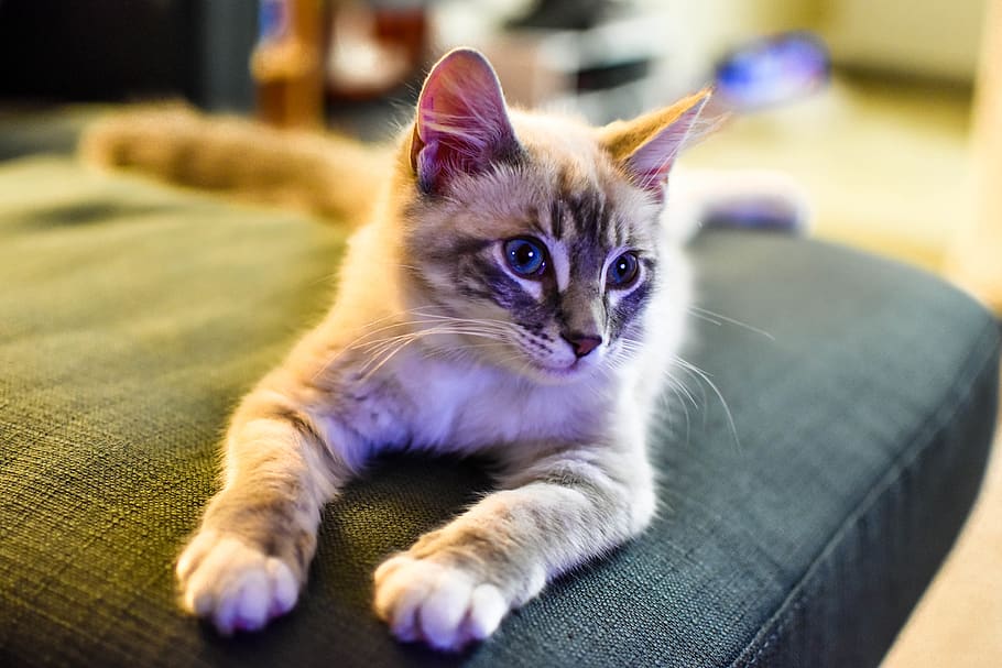 domestic, pets, animal, mammal, domestic cat, domestic animals HD wallpaper