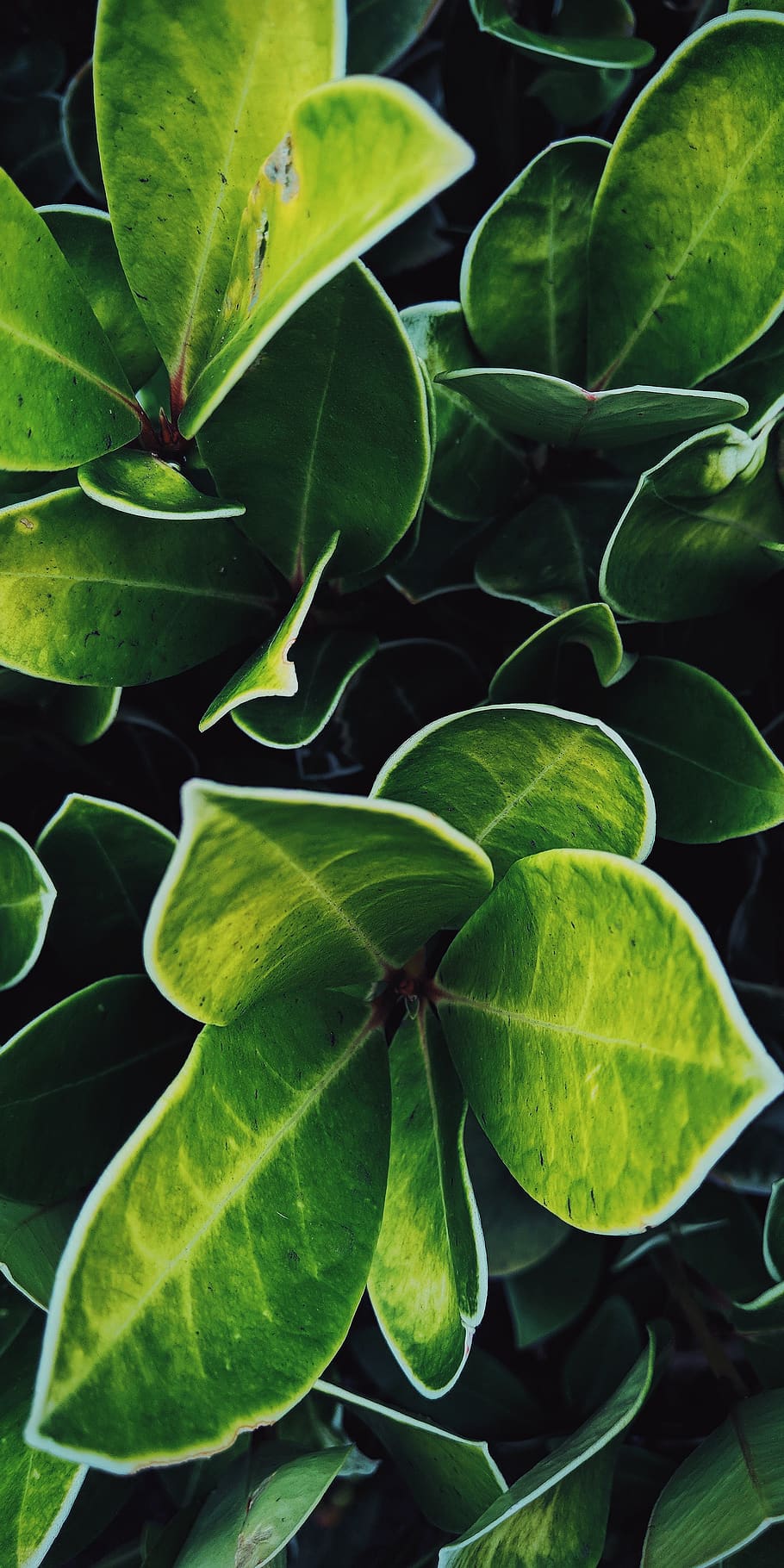 leaf, plant part, green color, growth, beauty in nature, close-up HD wallpaper