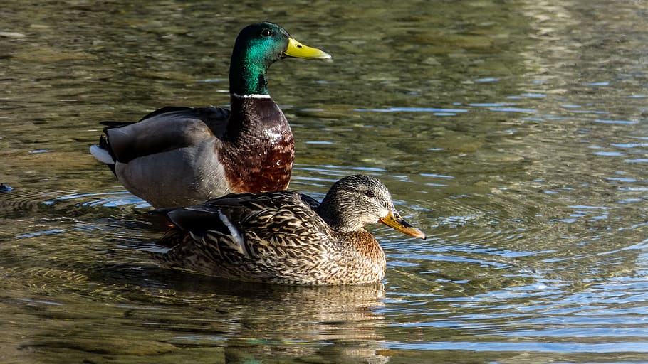 canada, canmore, spring, easter, creek, rocks, duck, ducks HD wallpaper