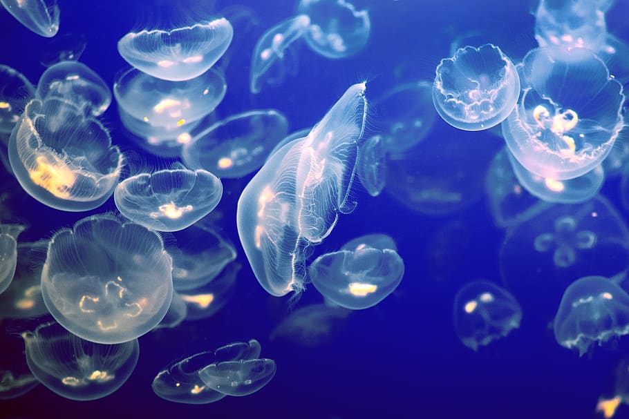 clear moon jellyfish close-up photography, sea life, animal, invertebrate