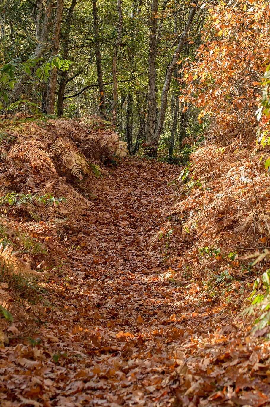 path, fall, autumn, season, foliage, leaves, leaf, brown, outside HD wallpaper