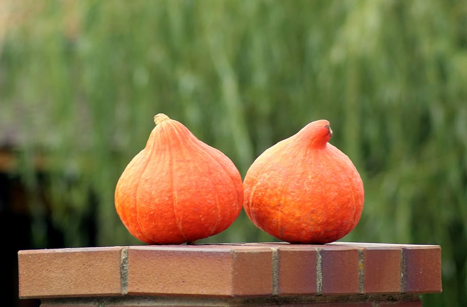 pumpkins, vegetables, collections, agriculture, orange, eating HD wallpaper
