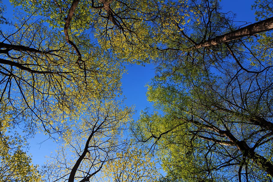 the trees, sky, krone, forest, greens, summer, trunk, tree trunks HD wallpaper