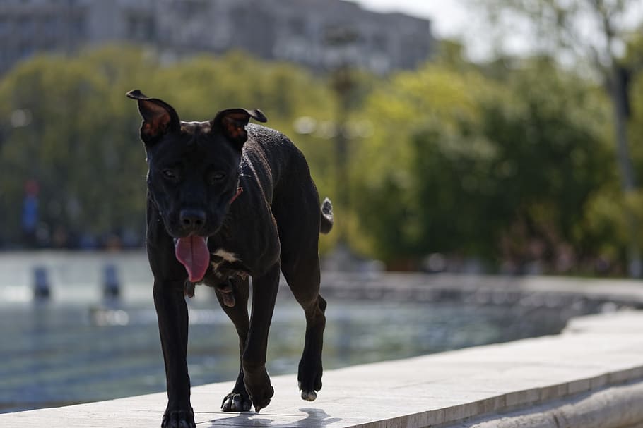 dog, black, animals, almost, nice, pool, water, spring, buildings HD wallpaper