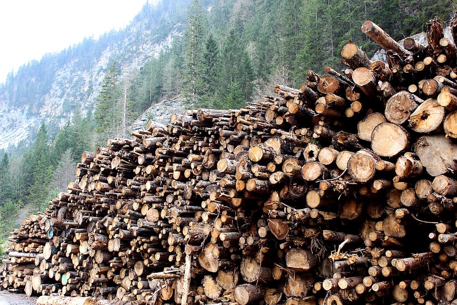 austria, ehrwald, trees, forest, wood, log, timber, stack, lumber industry HD wallpaper