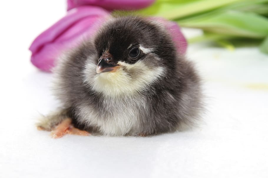 chicks, spring, easter, chicken, bill, poultry, one animal HD wallpaper