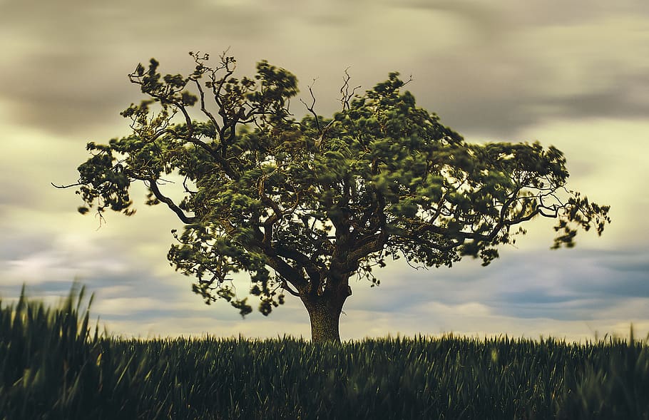green tree under gray clouds during daytime, plant, growth, field HD wallpaper