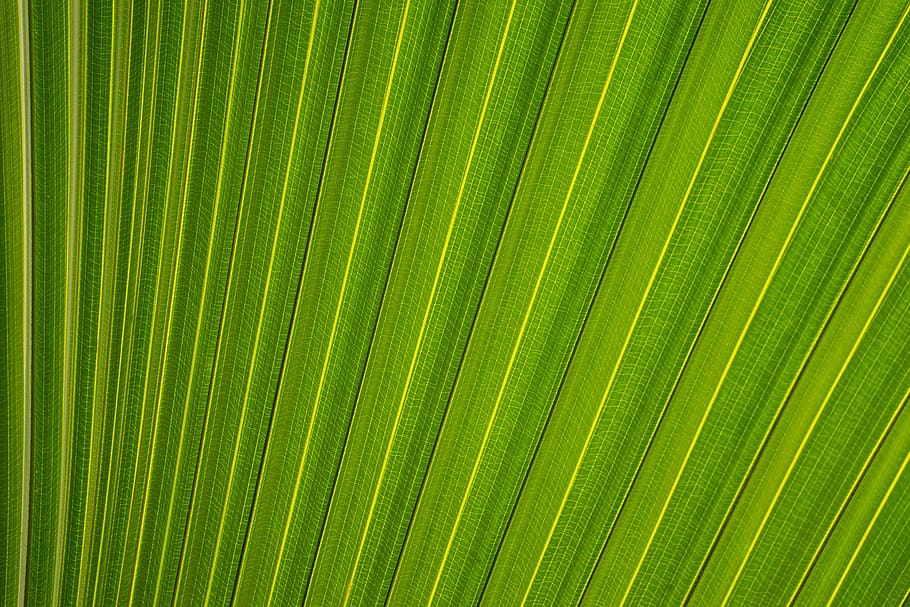 leaf, leaves, plants, green, nature, texture, backgrounds, palm leaf HD wallpaper