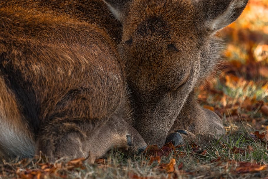 brown deer lying on grass, animal, mammal, kangaroo, wallaby