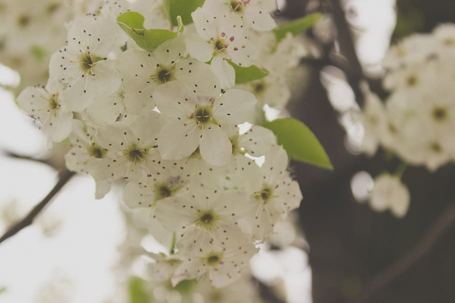 springtime, flowers, white, nature, flowering plant, fragility HD wallpaper