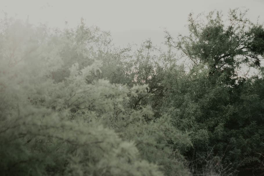 tree, leaf, grain, sunlight, summer, fall, spring, wash, las vegas HD wallpaper